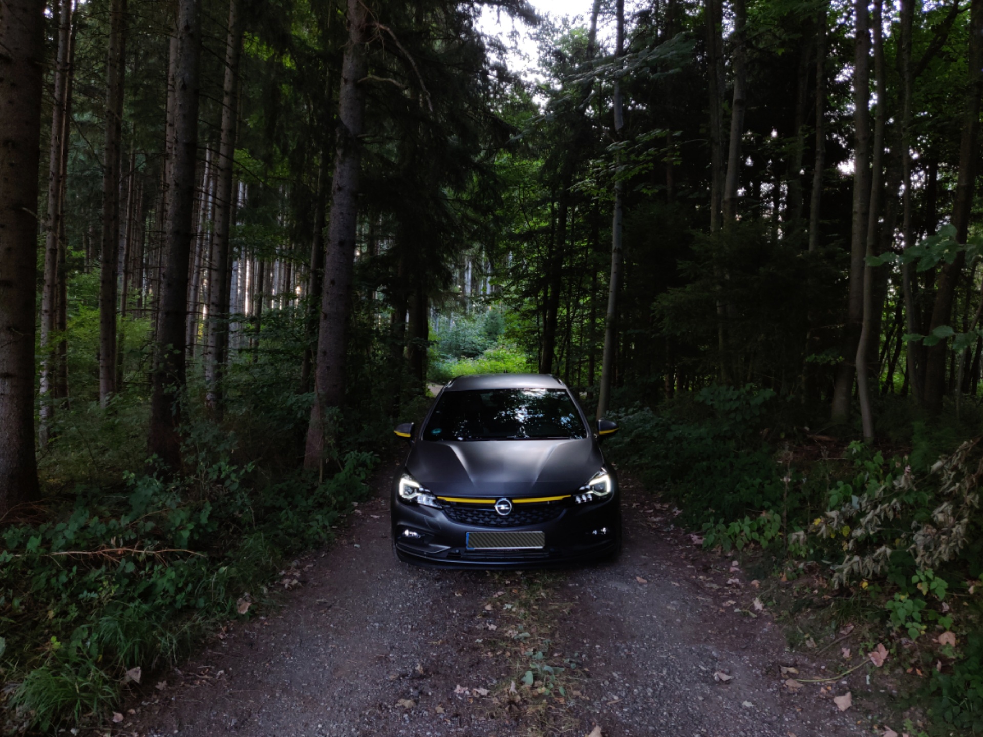Halbtief im Wald